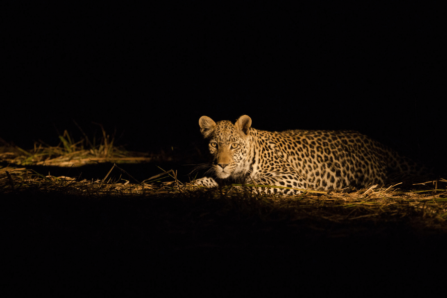 Akagera National Park